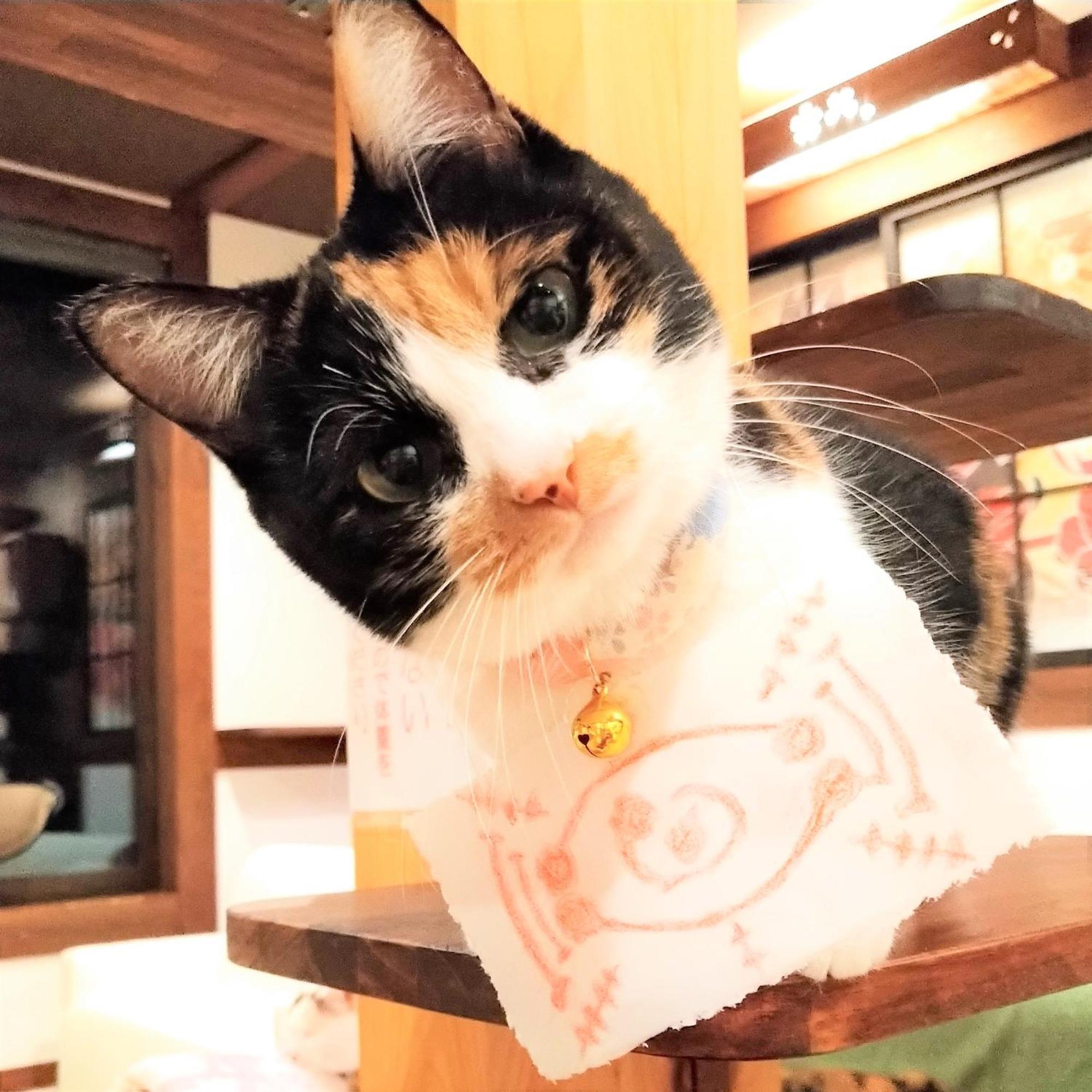 Minamiya 山とねこと遊ぶ宿 みなみ家 Hakuba Exterior foto